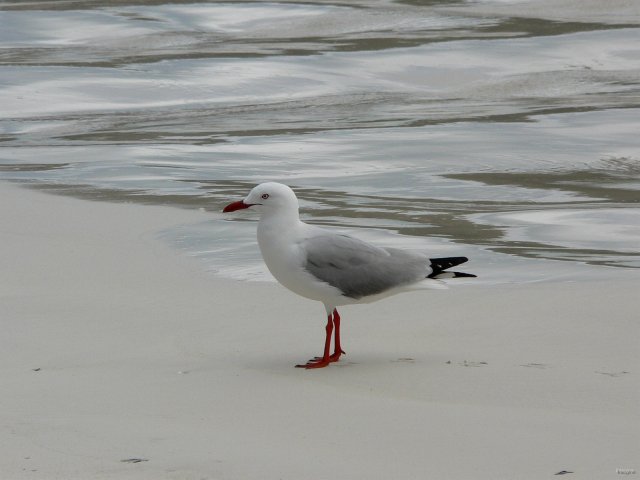21- Mouette sur la plage a Kuto 